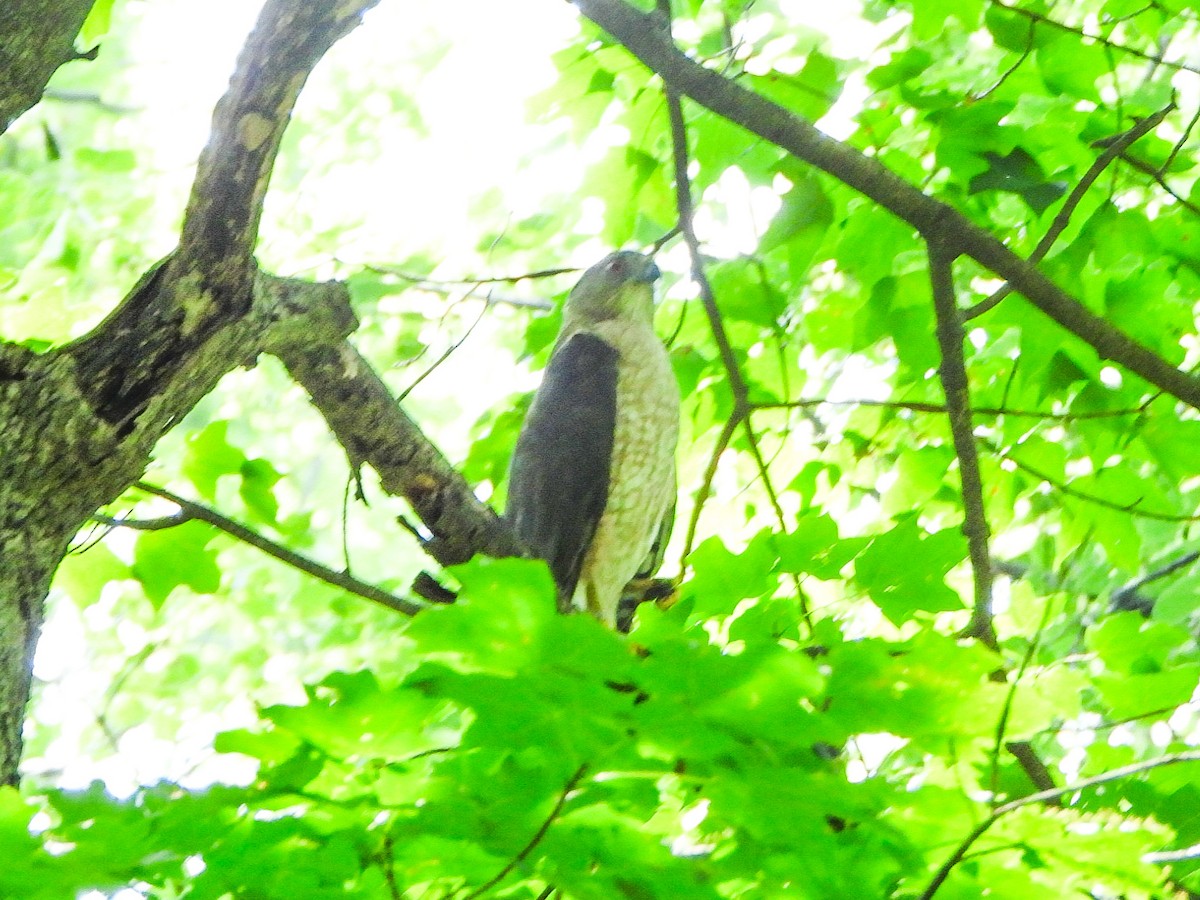 Cooper's Hawk - ML638948287