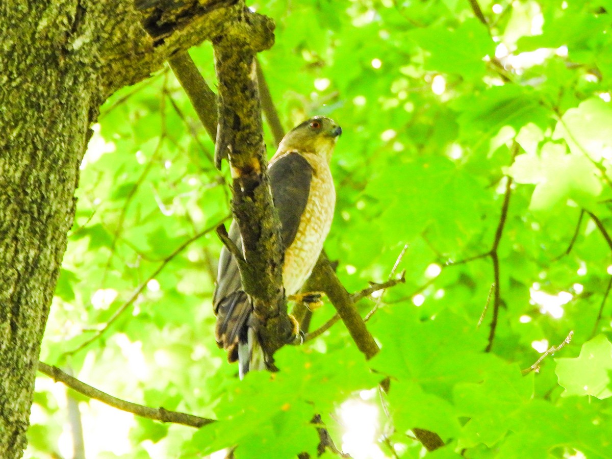 Cooper's Hawk - ML638948288