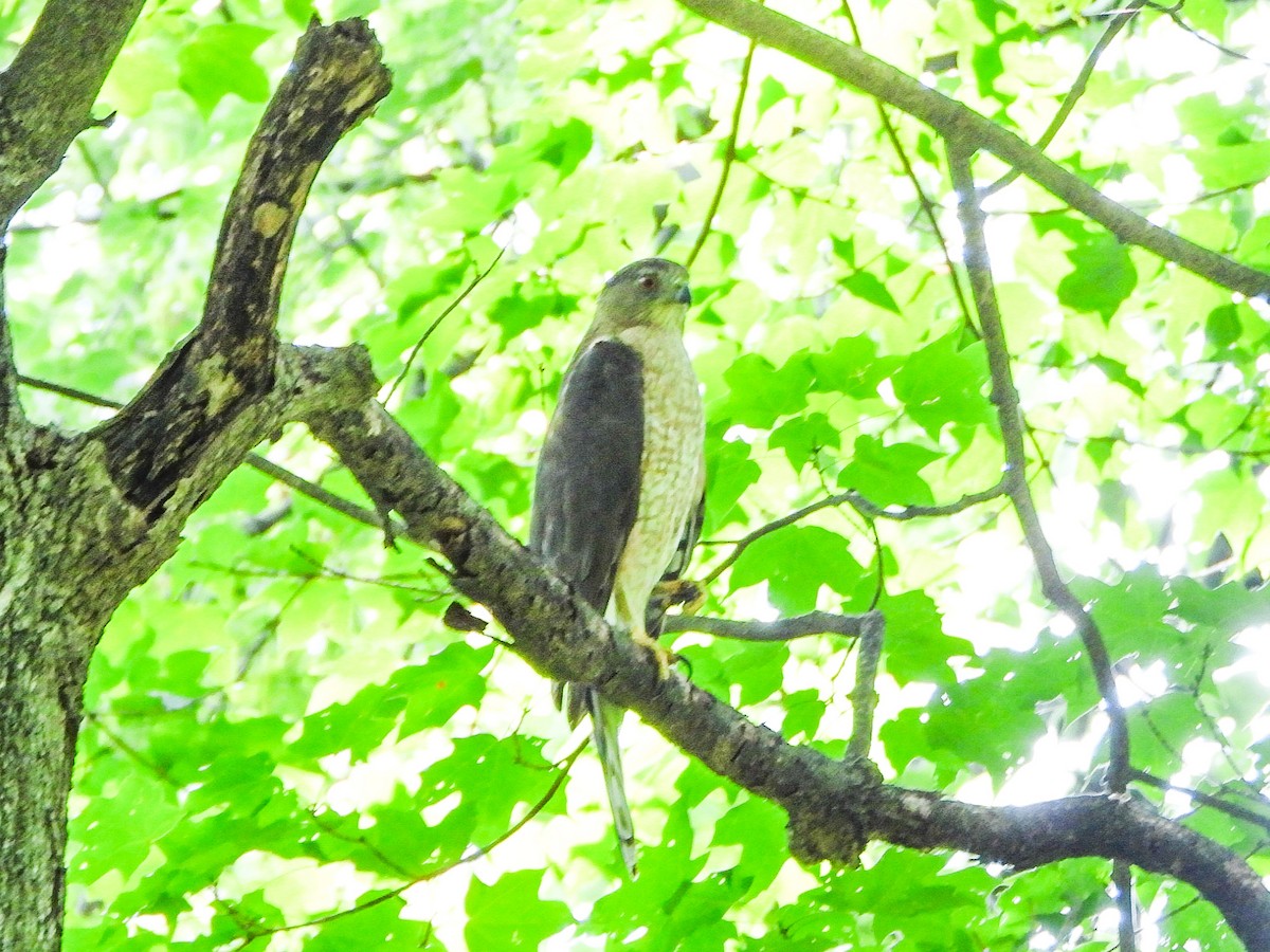 Cooper's Hawk - ML638948289