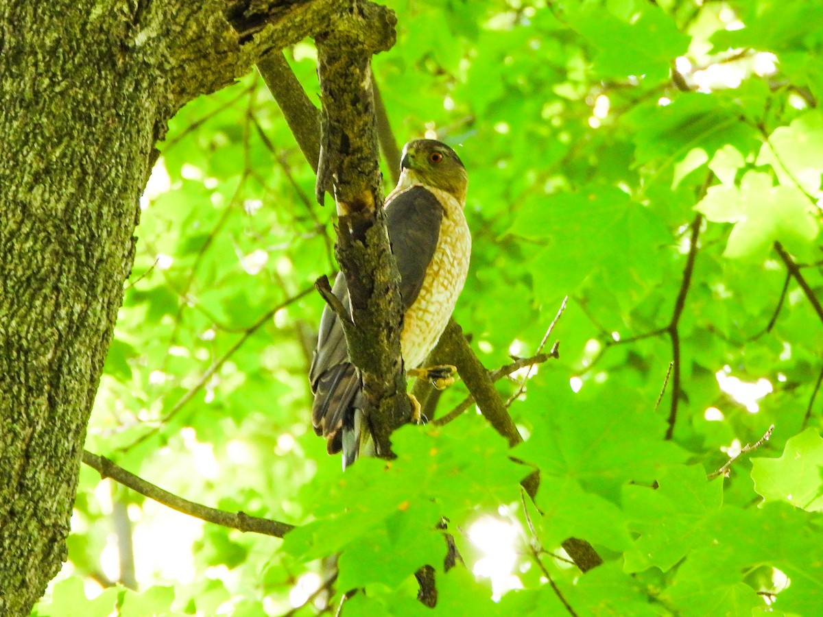 Cooper's Hawk - ML638948290