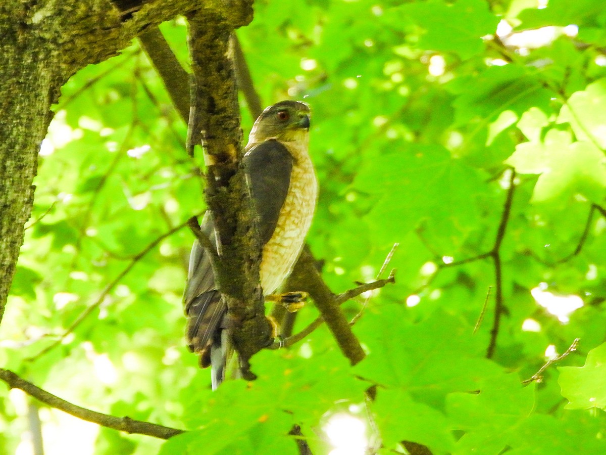 Cooper's Hawk - ML638948291