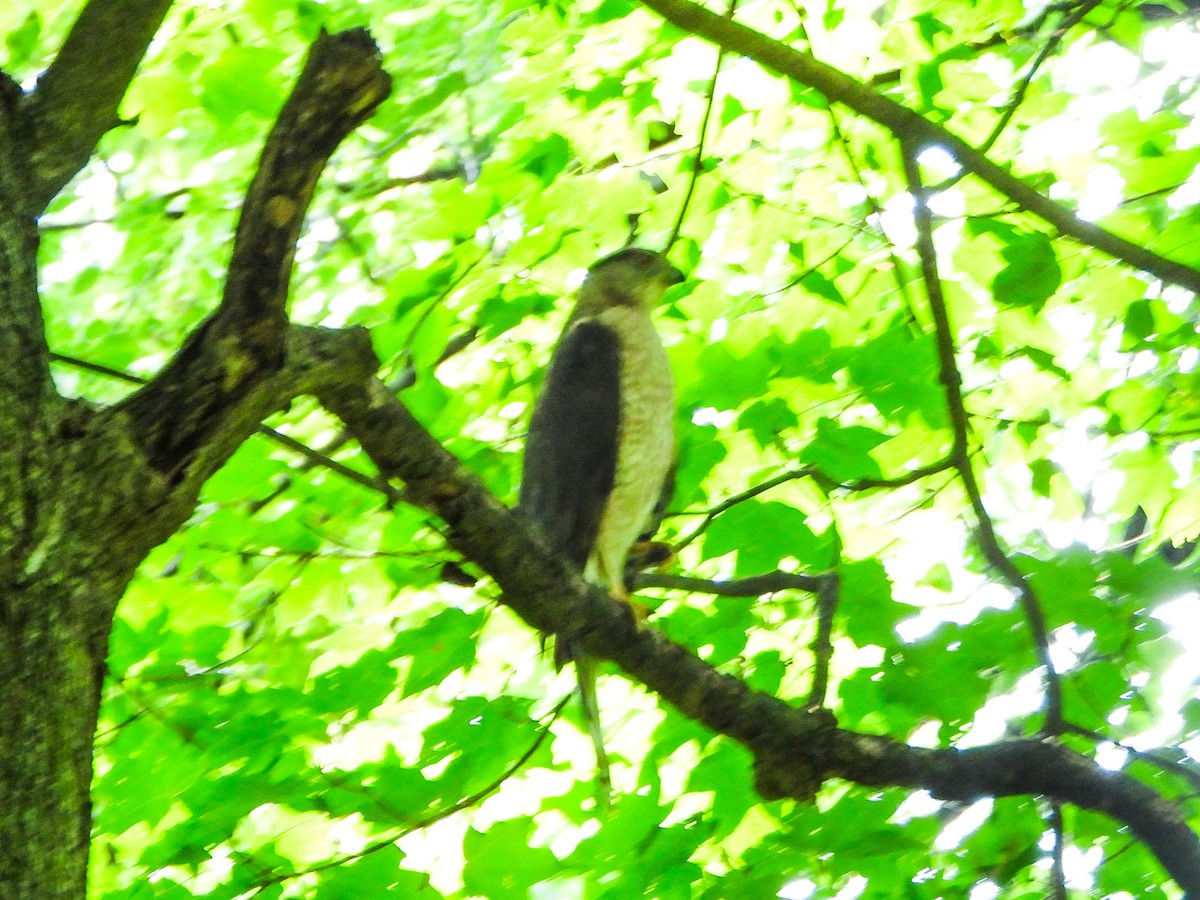 Cooper's Hawk - ML638948292