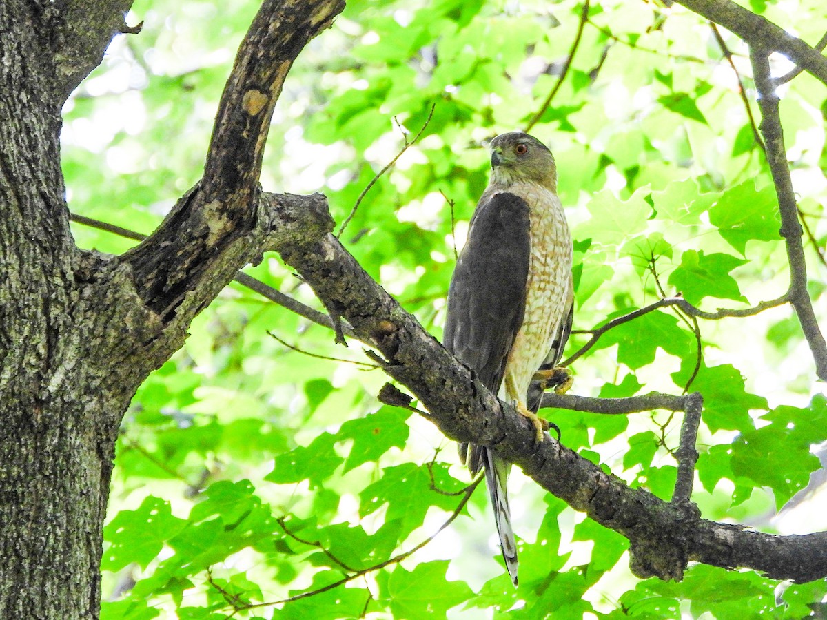 Cooper's Hawk - ML638948293