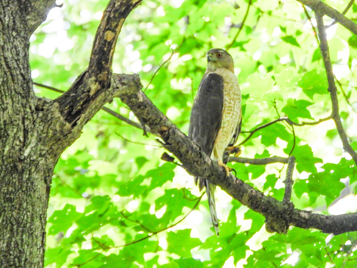 Cooper's Hawk - ML638948294