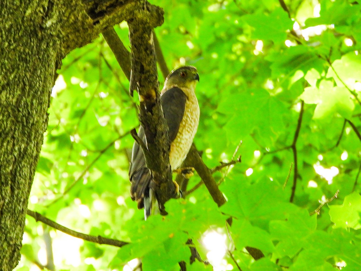 Cooper's Hawk - ML638948295