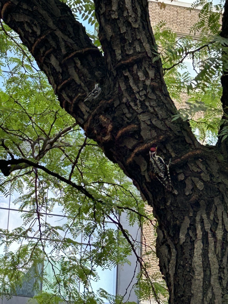 Yellow-bellied Sapsucker - ML638948306