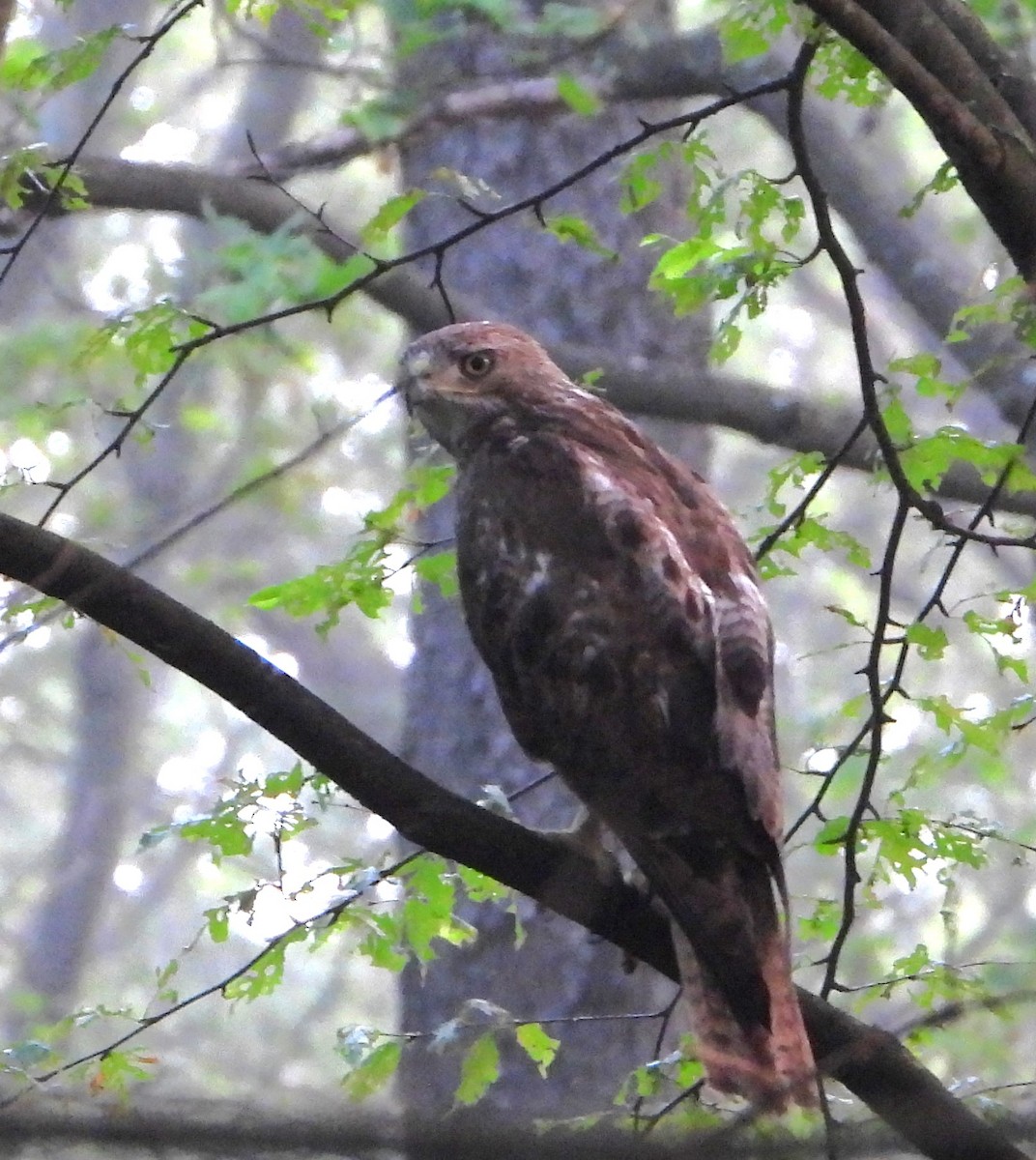 Red-tailed Hawk - ML638948314