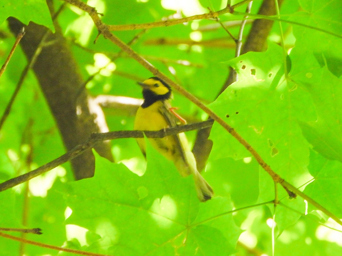 Hooded Warbler - ML638948315