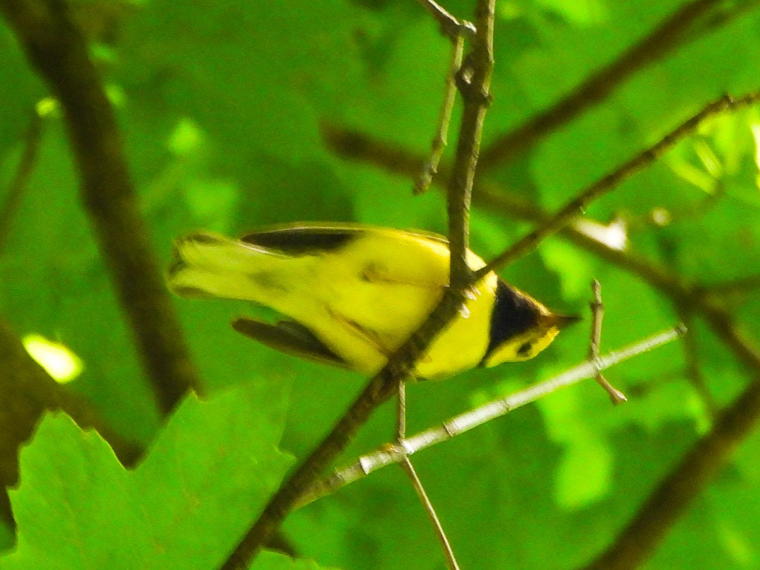 Hooded Warbler - ML638948316