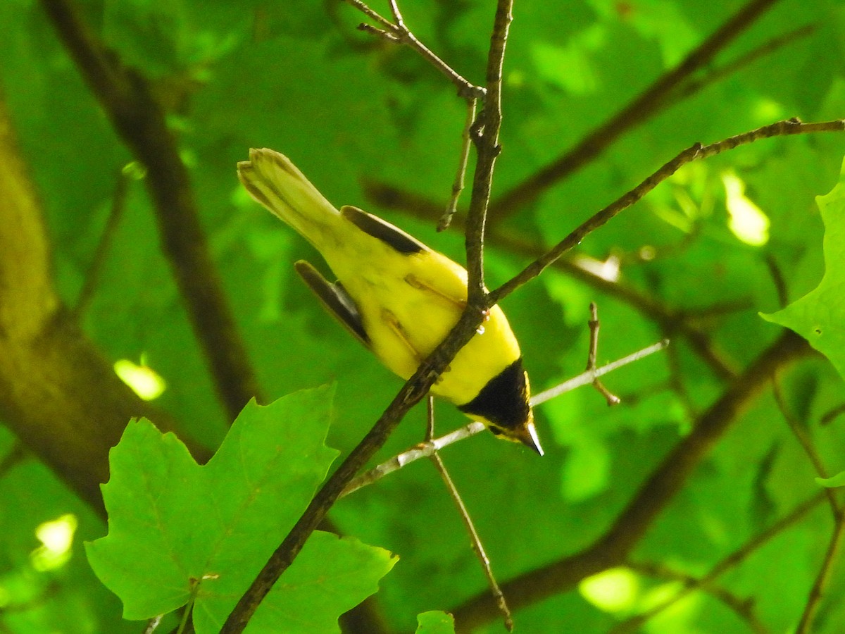 Hooded Warbler - ML638948317