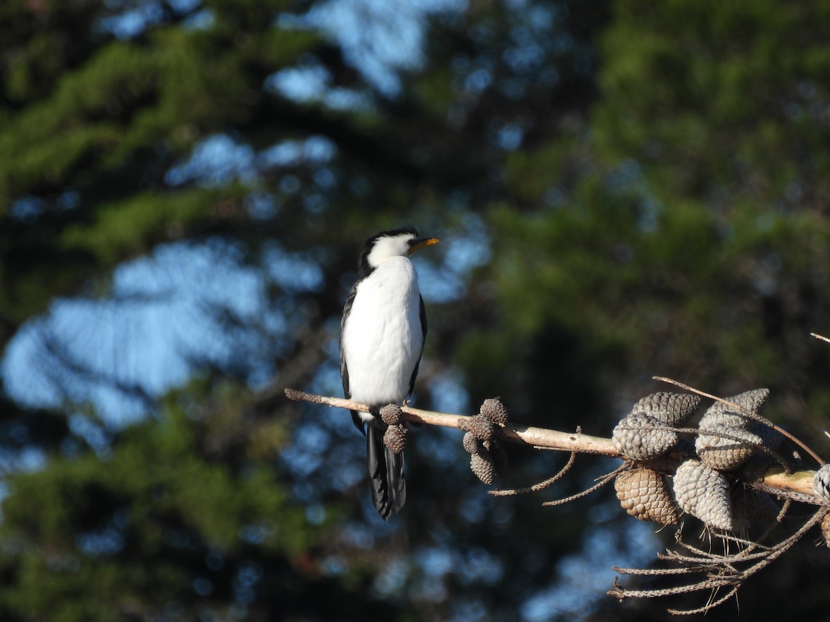 Little Pied Cormorant - ML638948321