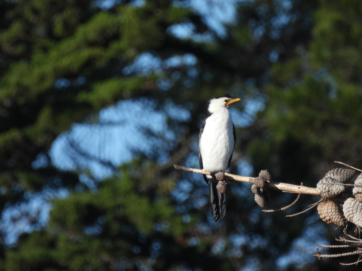 Little Pied Cormorant - ML638948322