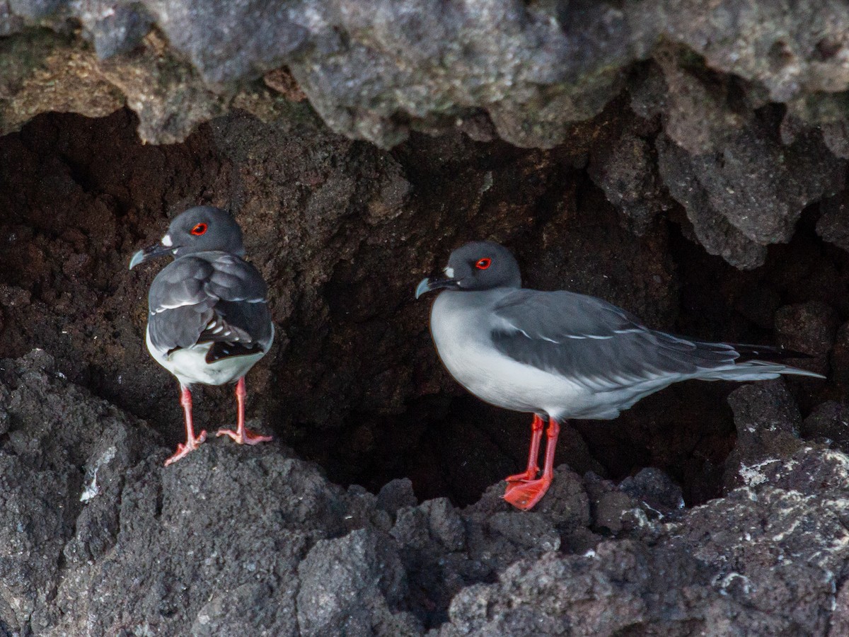 Swallow-tailed Gull - ML638948327