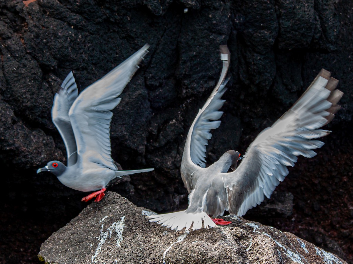 Swallow-tailed Gull - ML638948328