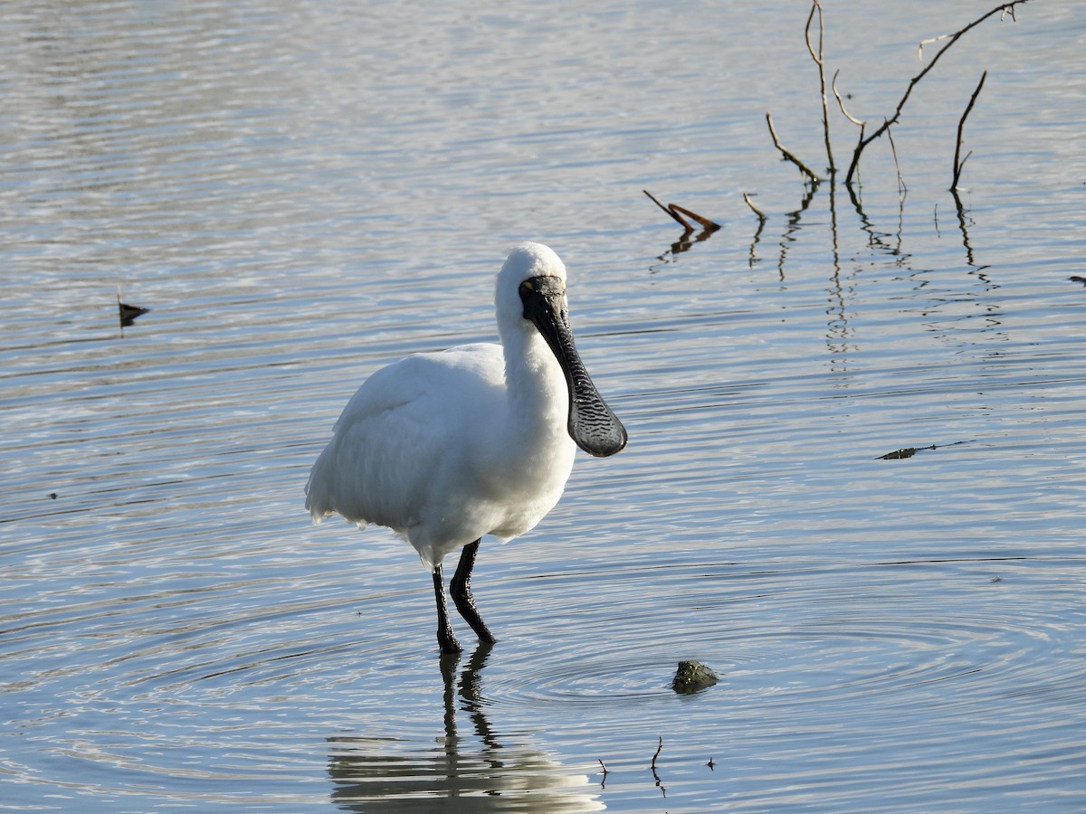 Royal Spoonbill - ML638948347