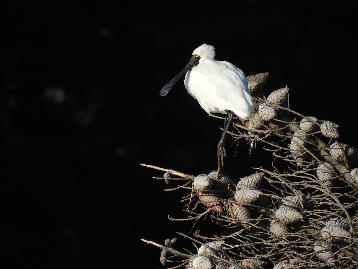 Royal Spoonbill - ML638948348