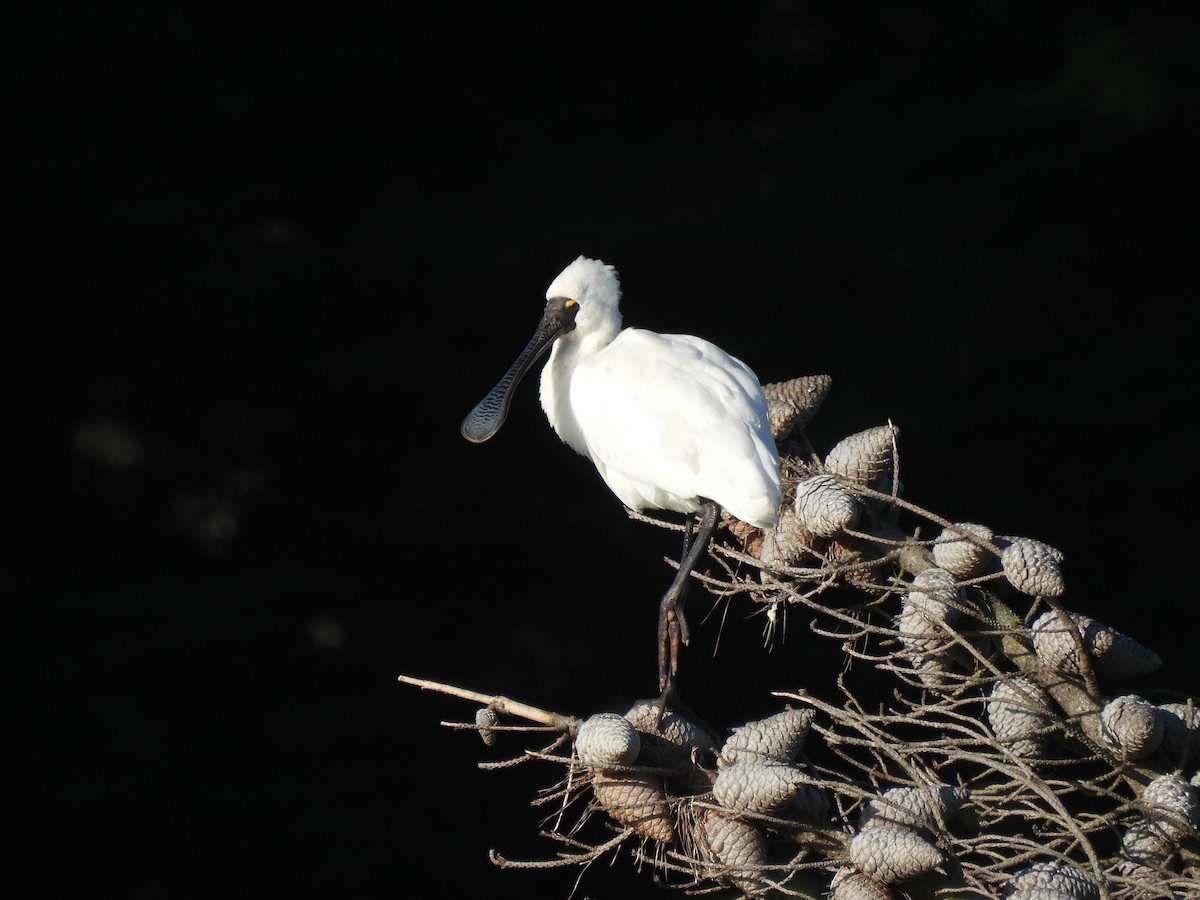 Royal Spoonbill - ML638948349
