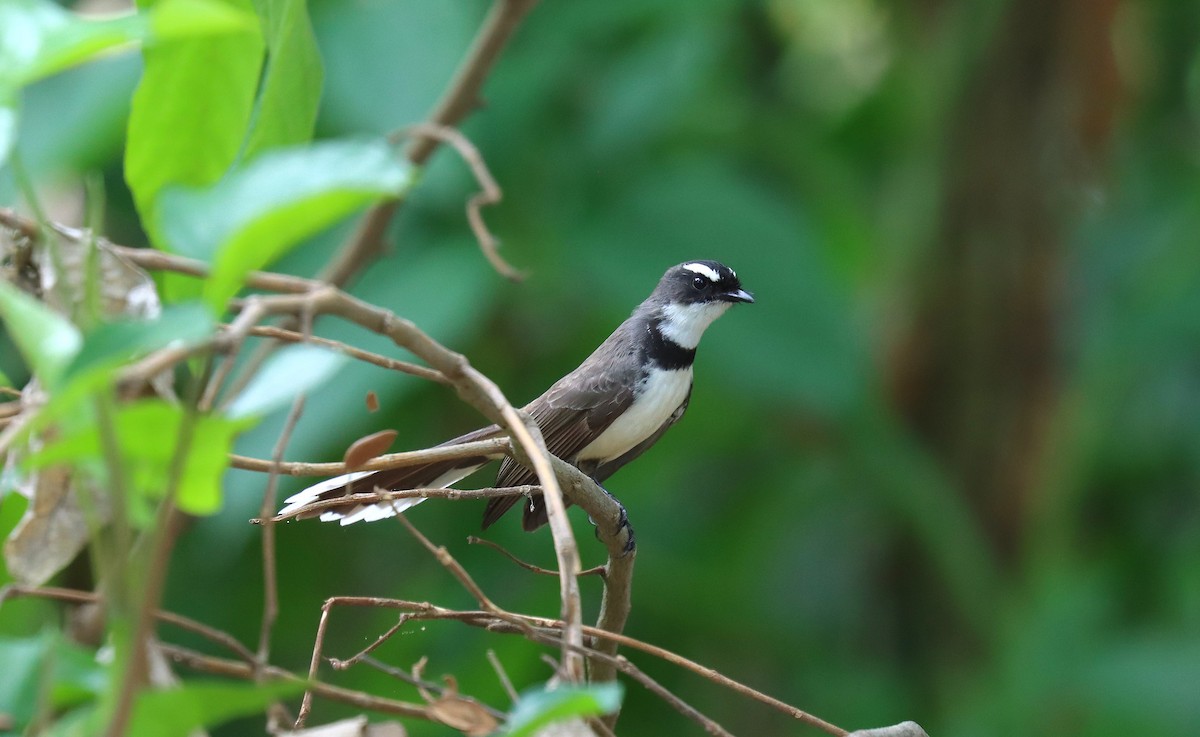 Philippine Pied-Fantail - ML638948361