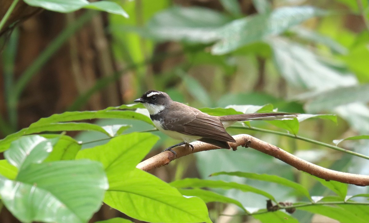 Philippine Pied-Fantail - ML638948362