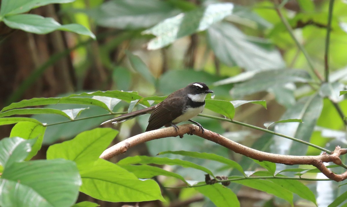 Philippine Pied-Fantail - ML638948364