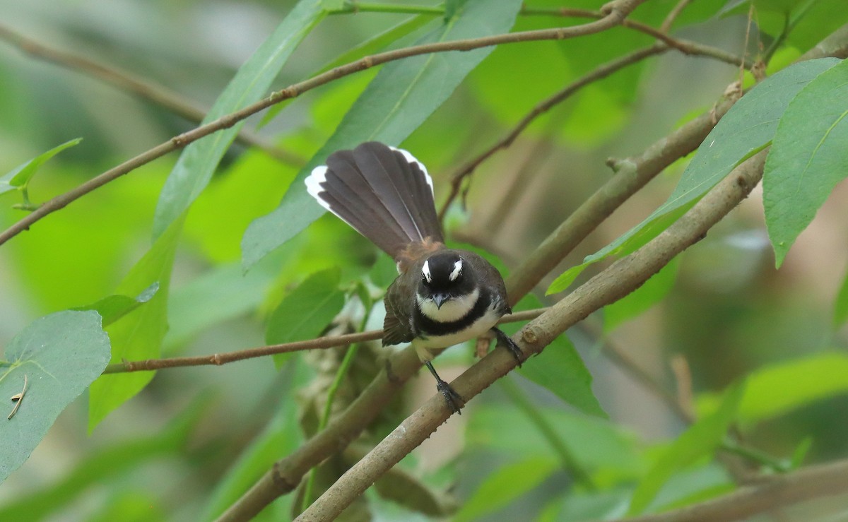 Philippine Pied-Fantail - ML638948365