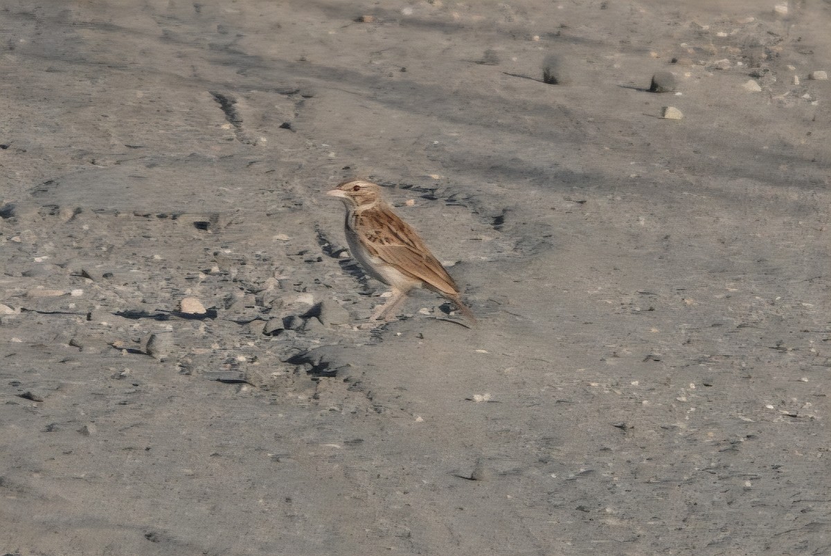 Madagascar Lark - ML638948370