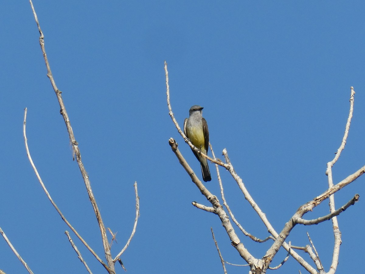 Western Kingbird - ML638948405