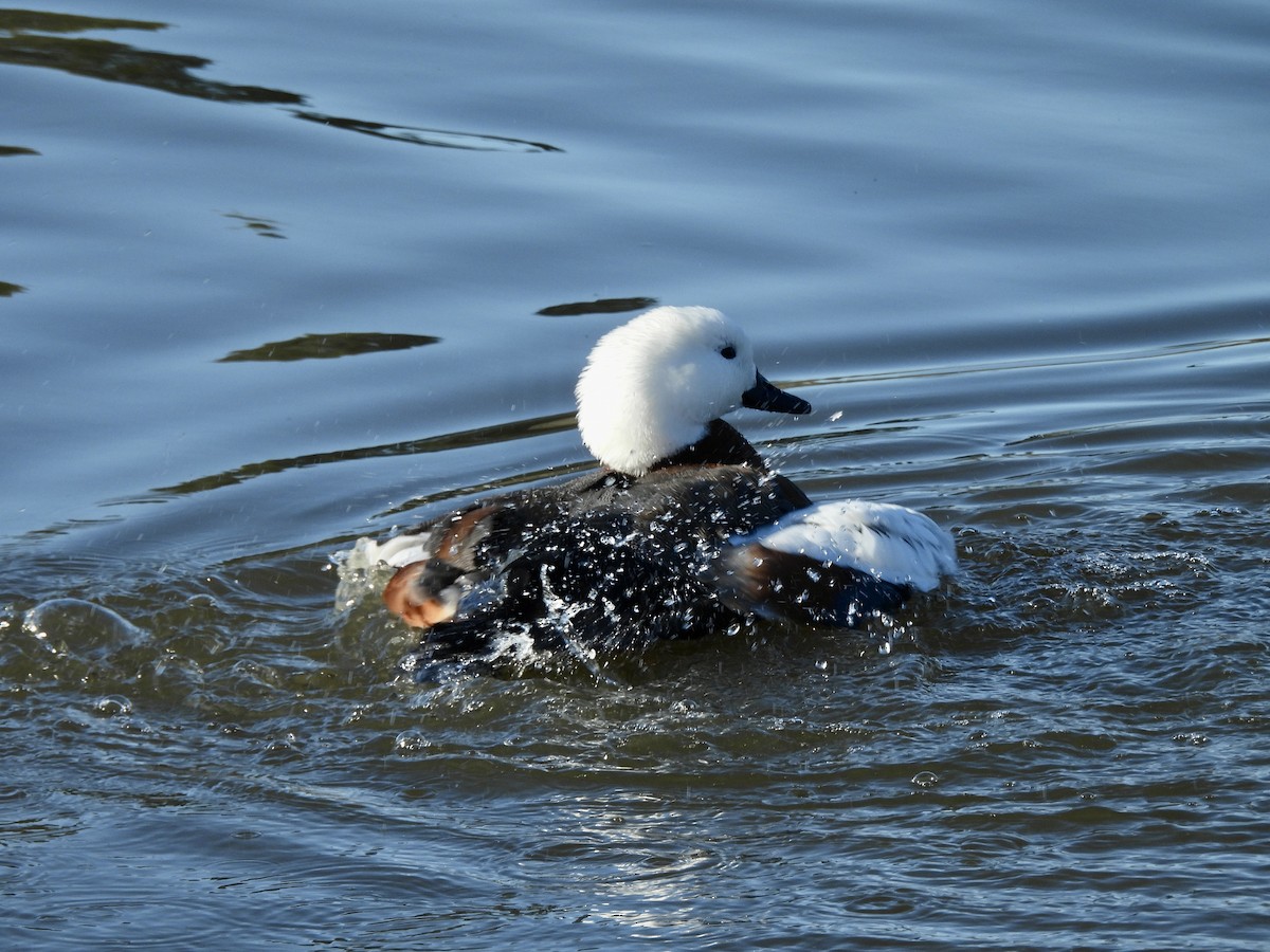 Paradise Shelduck - ML638948410