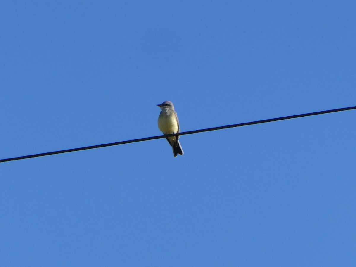 Western Kingbird - ML638948420