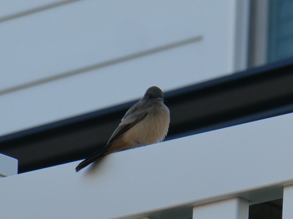 Say's Phoebe - ML638948429