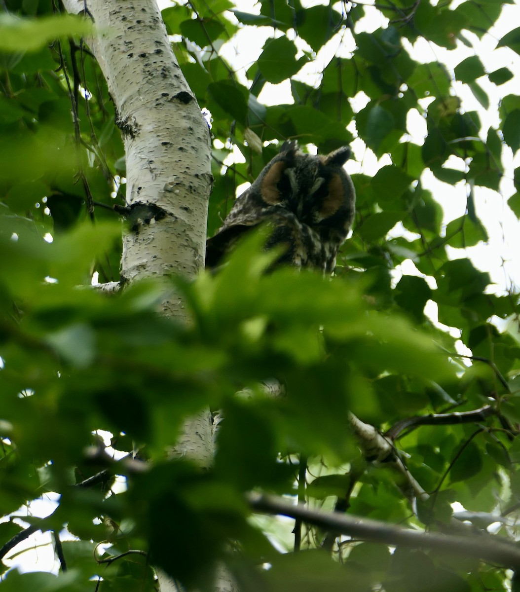 Long-eared Owl - ML638948431