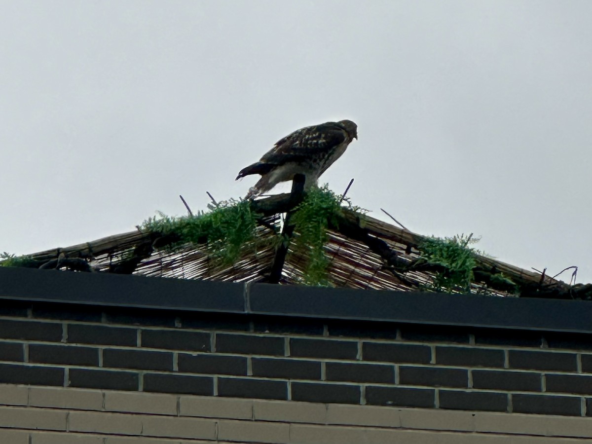 Red-tailed Hawk - ML638948444