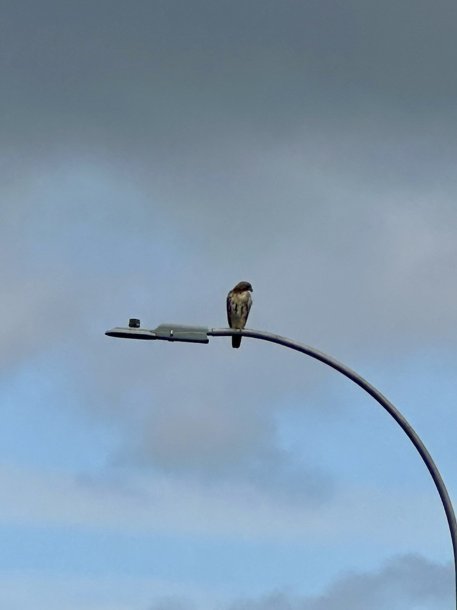 Red-tailed Hawk - ML638948445