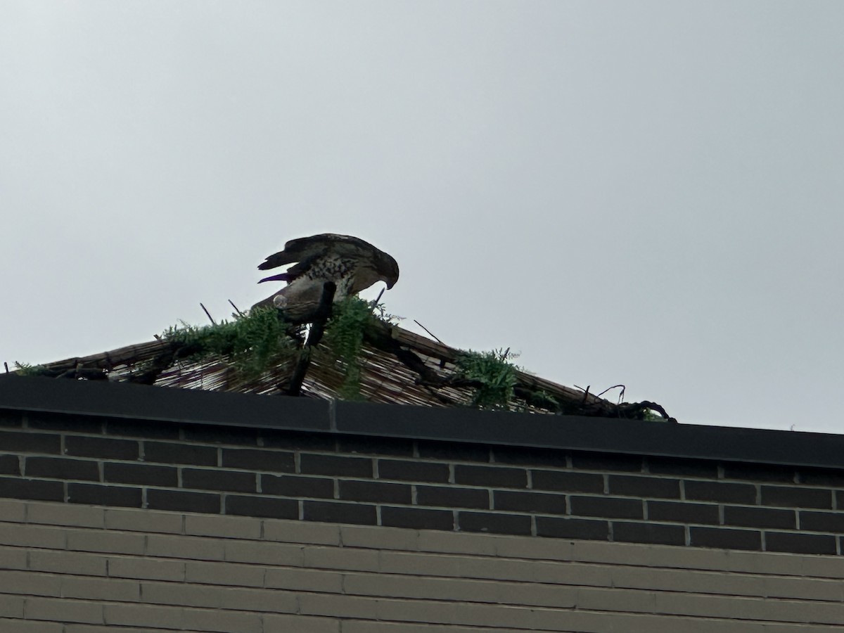 Red-tailed Hawk - ML638948448