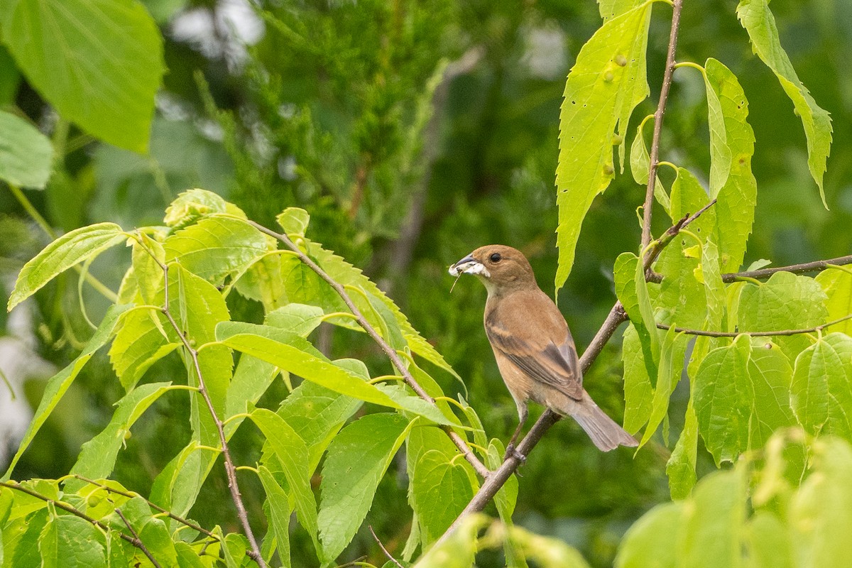 Indigo Bunting - ML638948459
