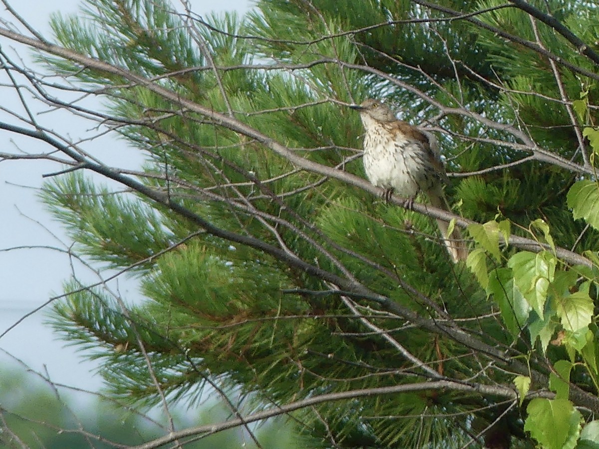 Brown Thrasher - ML638948473