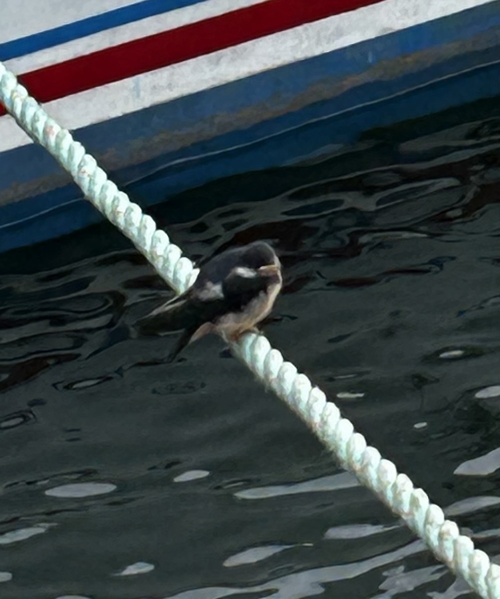 Rondine - ML638948513