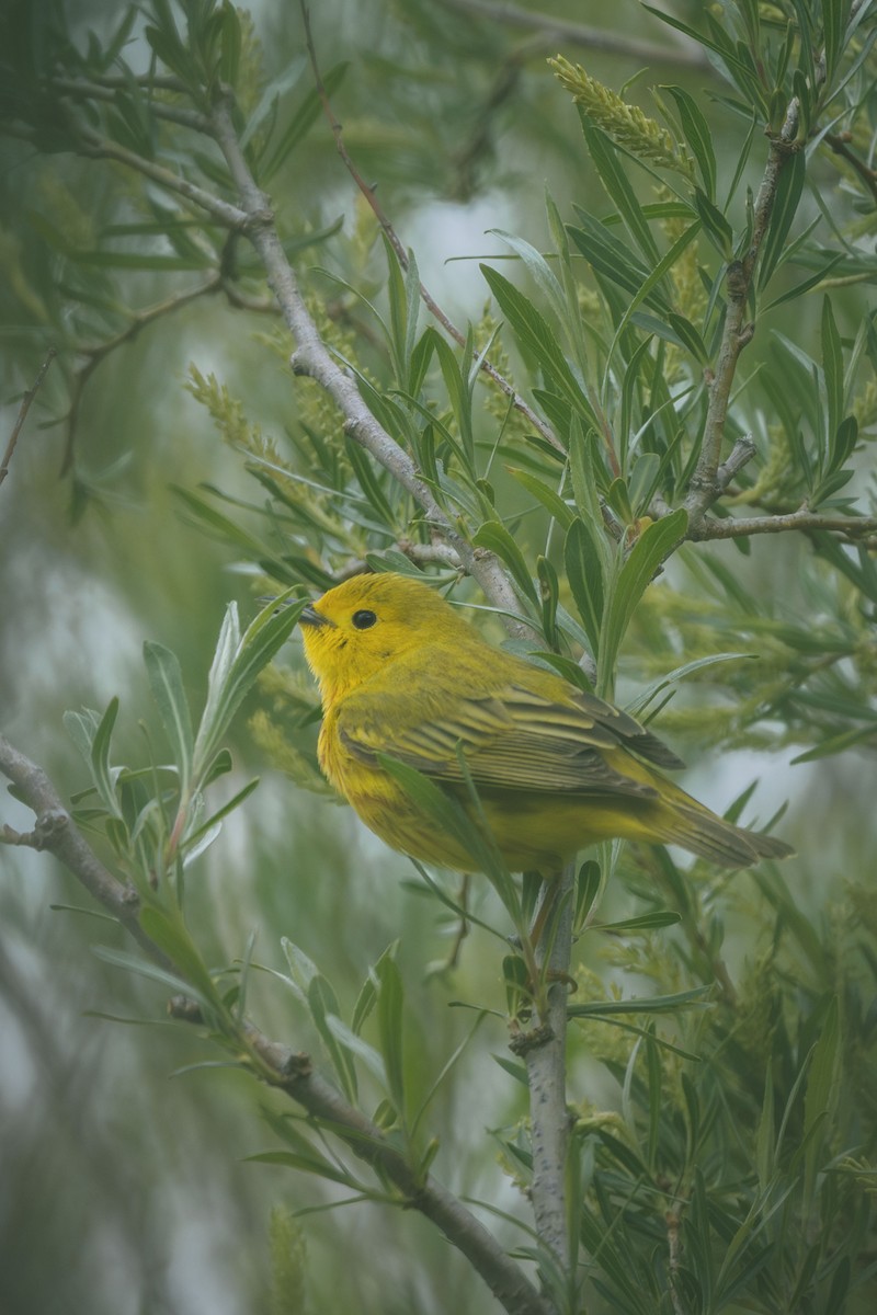 Yellow Warbler - ML638948518