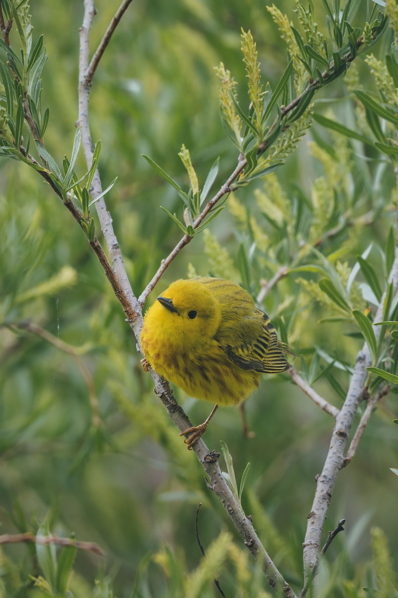 Yellow Warbler - ML638948519