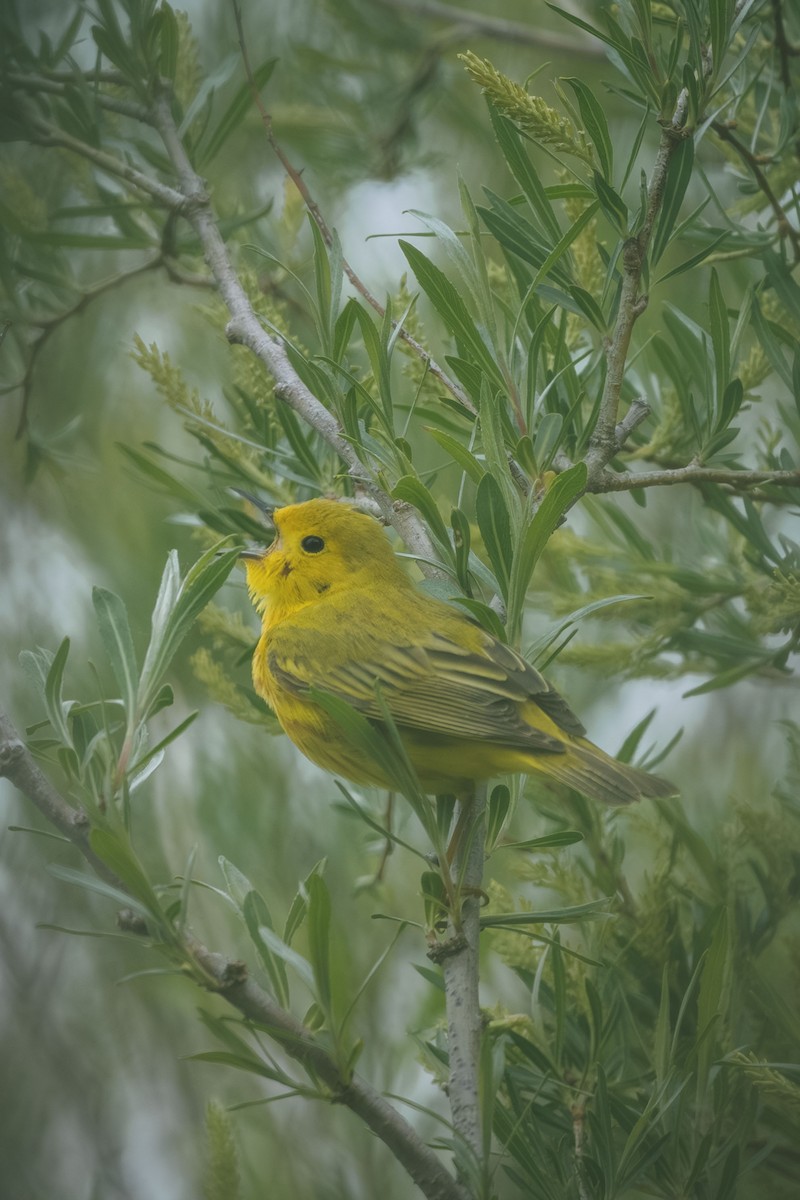 Yellow Warbler - ML638948520