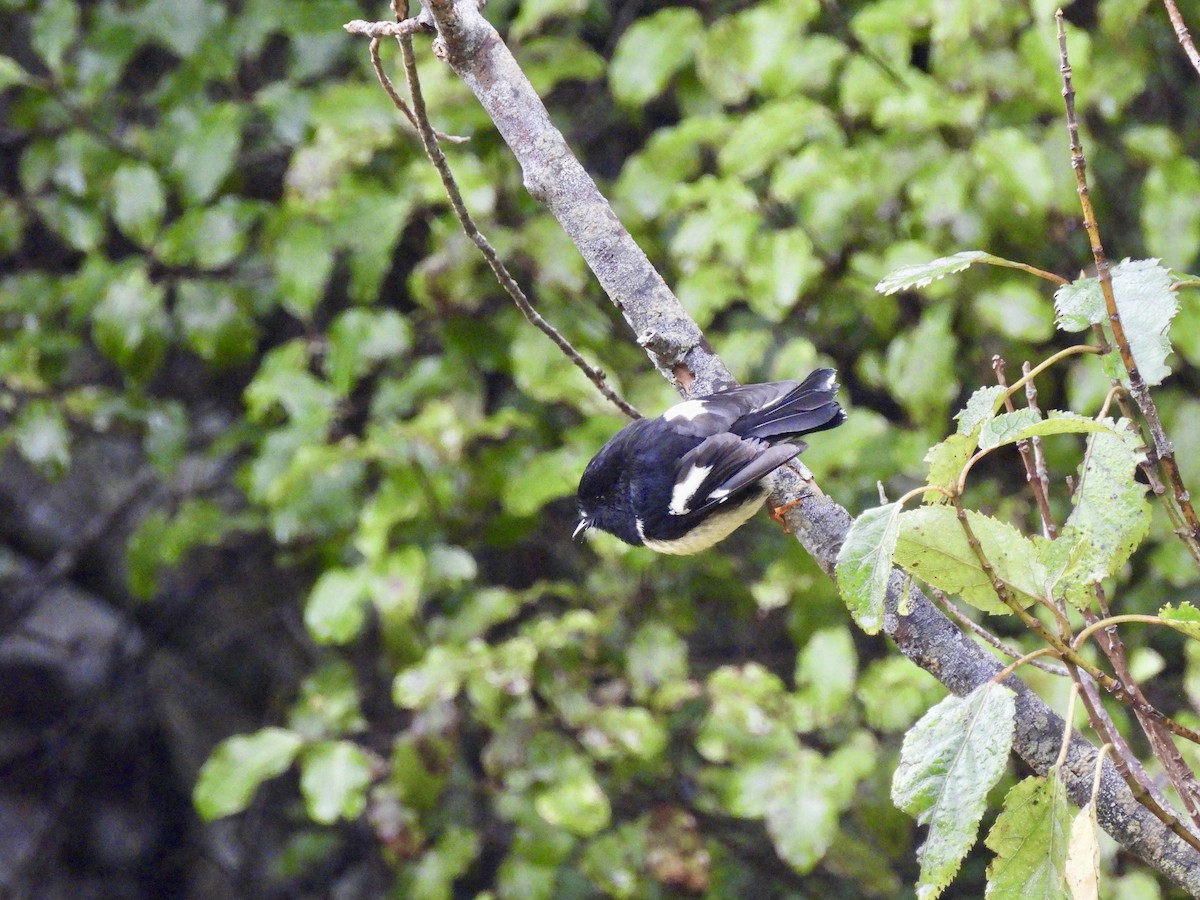 Tomtit - ML638948546