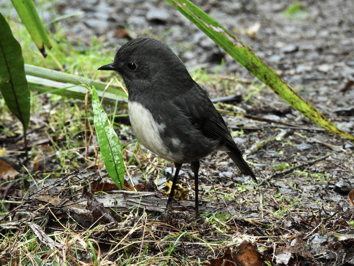 South Island Robin - ML638948572