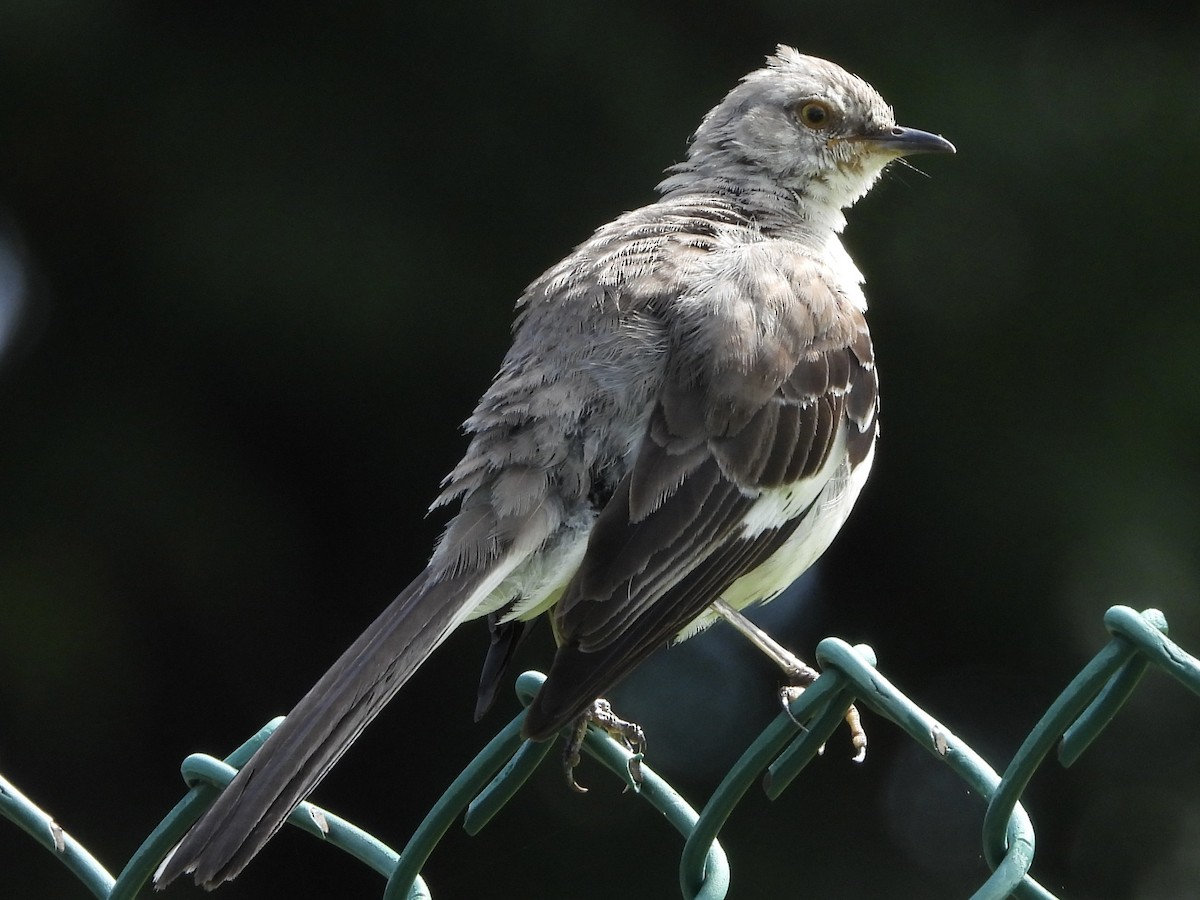 Northern Mockingbird - ML638948621