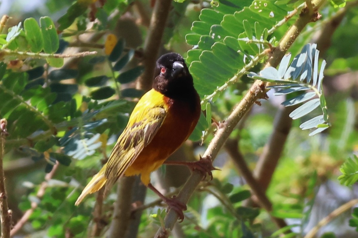 Golden-backed Weaver - ML638948622