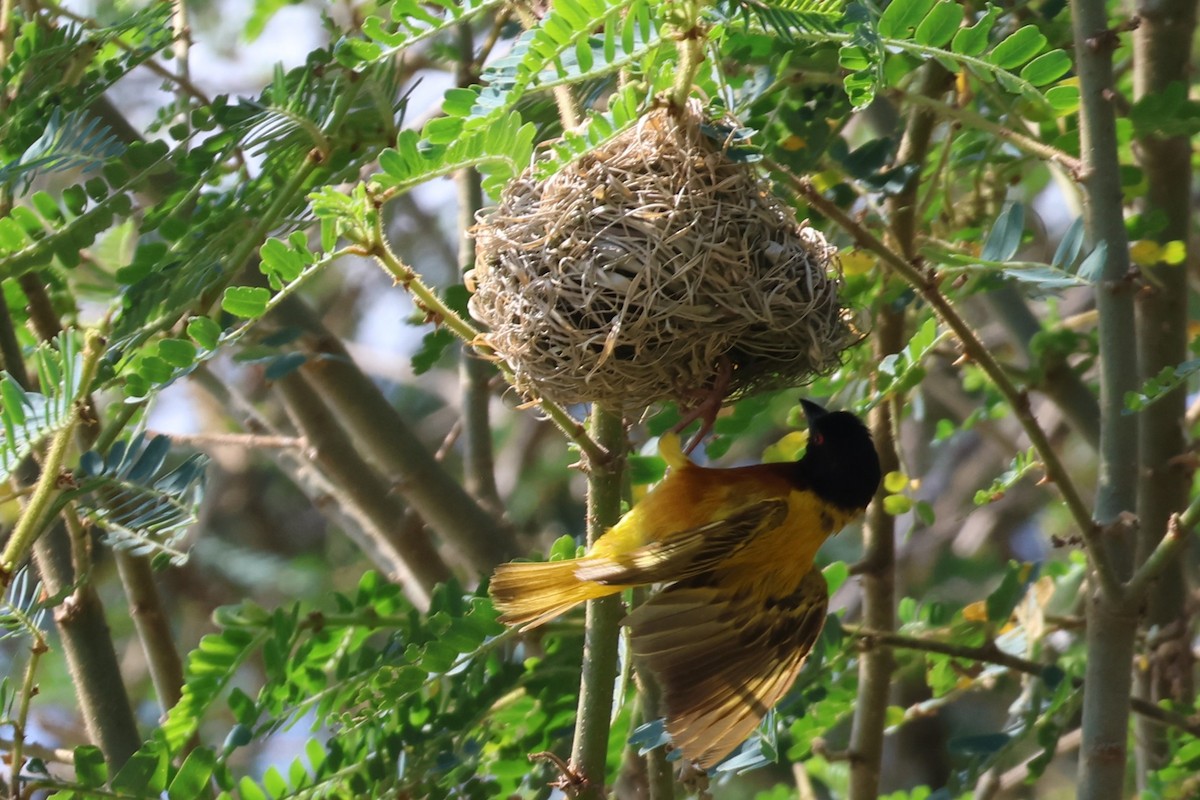 Golden-backed Weaver - ML638948623