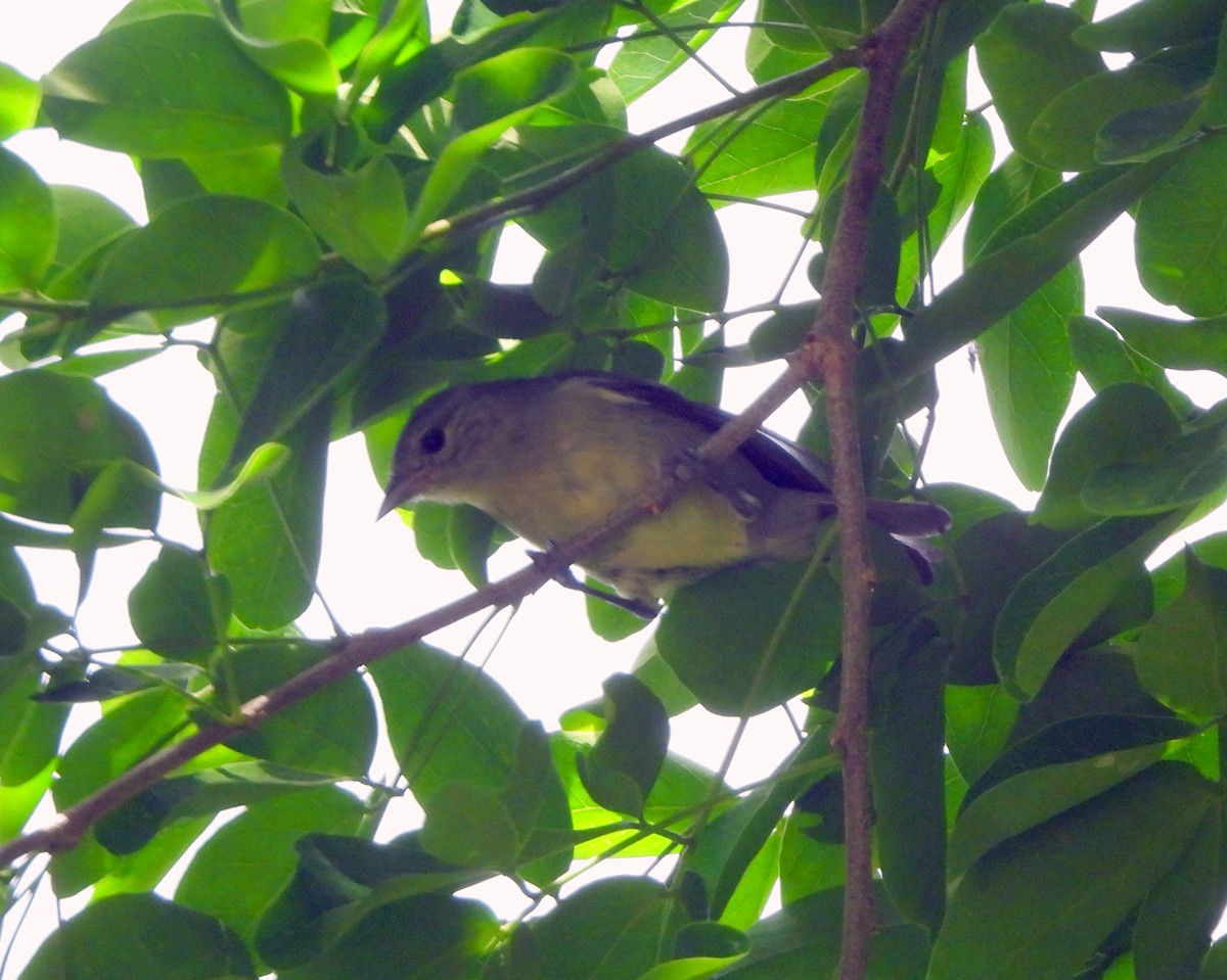 White-eared Conebill - ML638948653