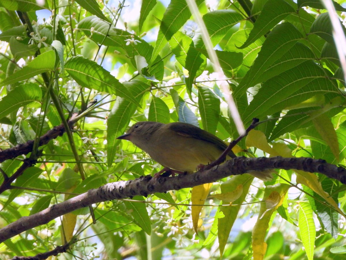White-eared Conebill - ML638948654