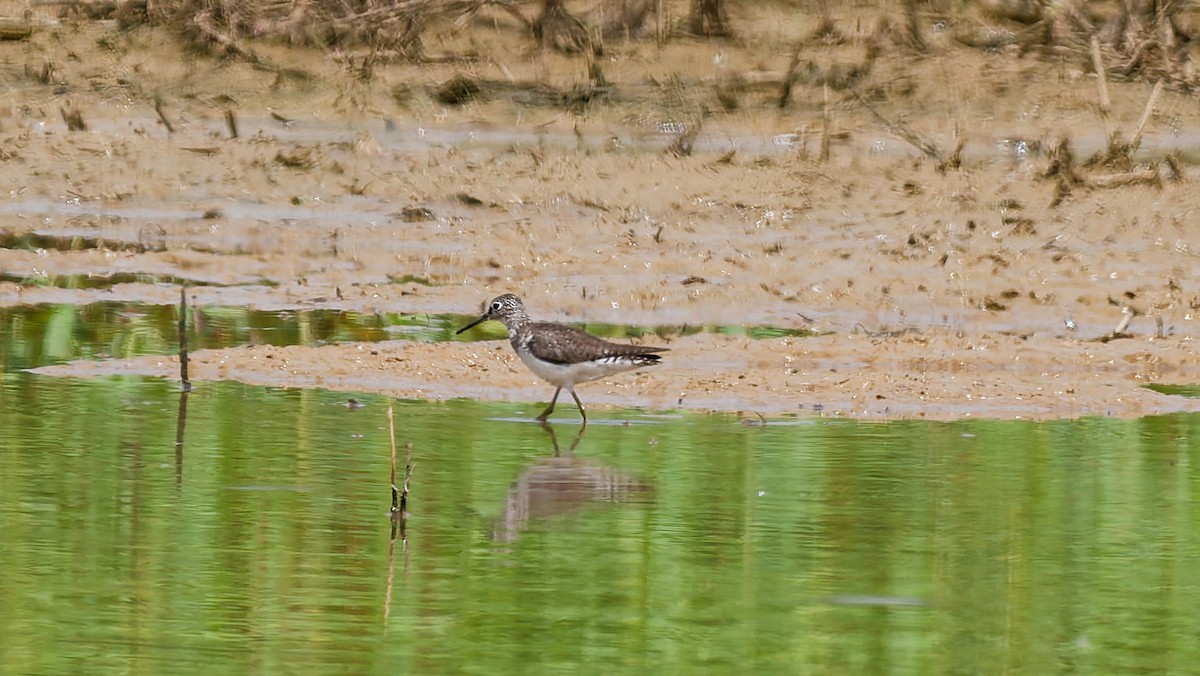 Solitary Sandpiper - ML638948666