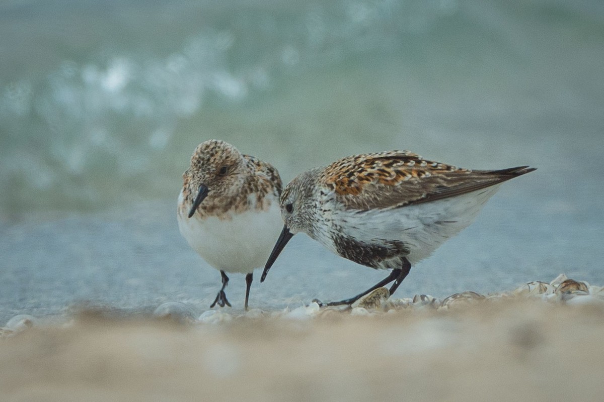 Sanderling - ML638948672