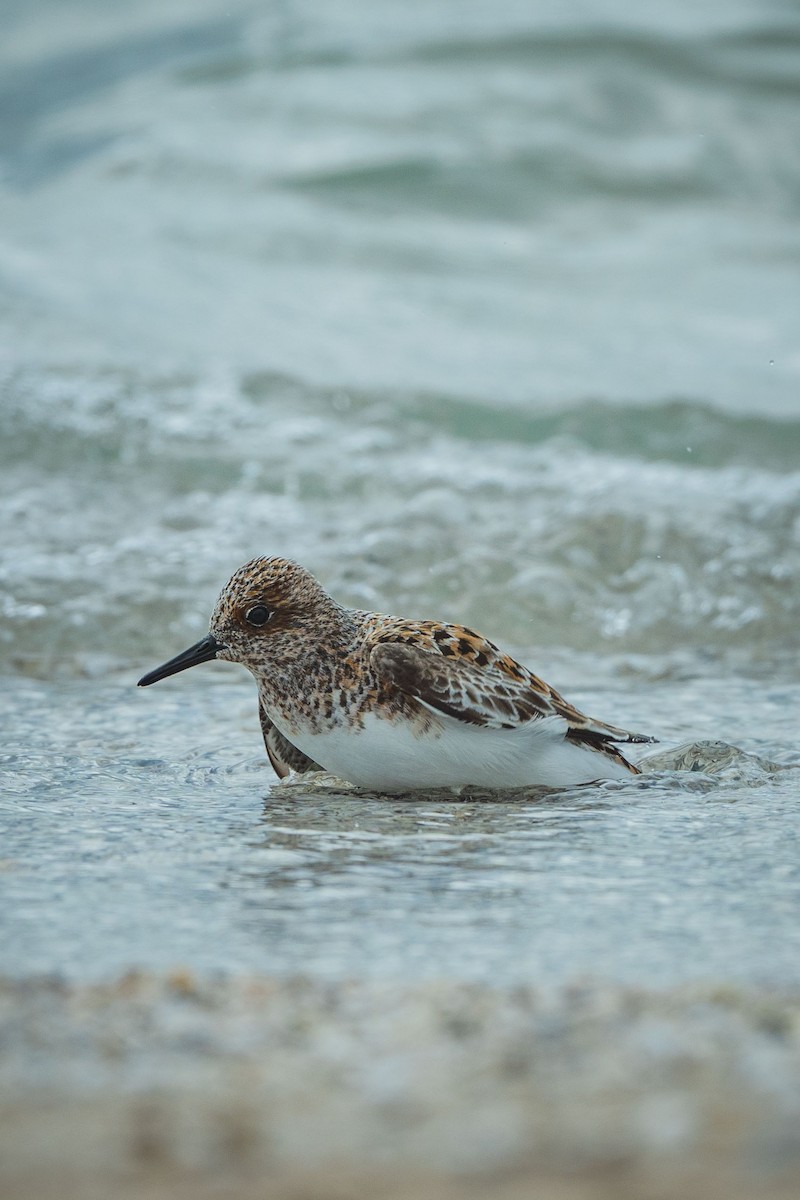 Sanderling - ML638948673
